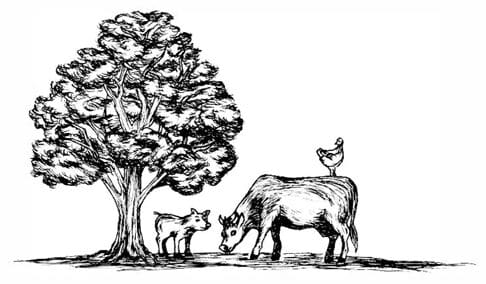 A cow and calf under a tree.